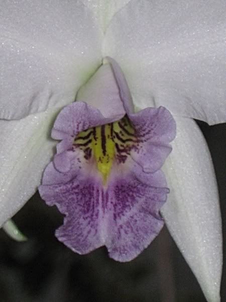 Laelia_anceps_vietchiana_009.jpg