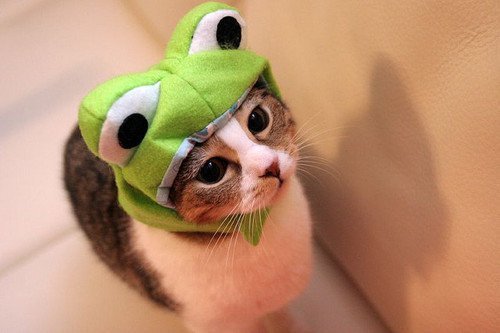 cat-catty-costume-cute-frog-Favim.com-280302.jpg