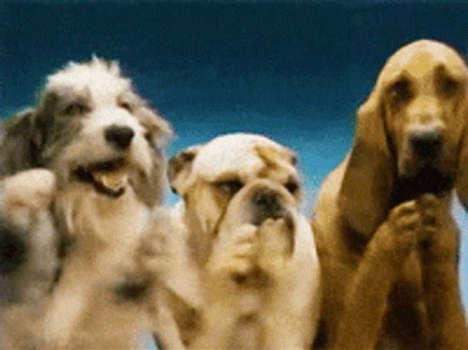 funny-dogs-clapping-a8f2tftcp2qhpahg.gif