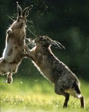rabbits-fight.jpg