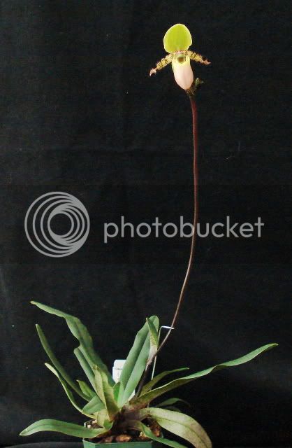 PaphprimulinumpurpurescensA1plant.jpg