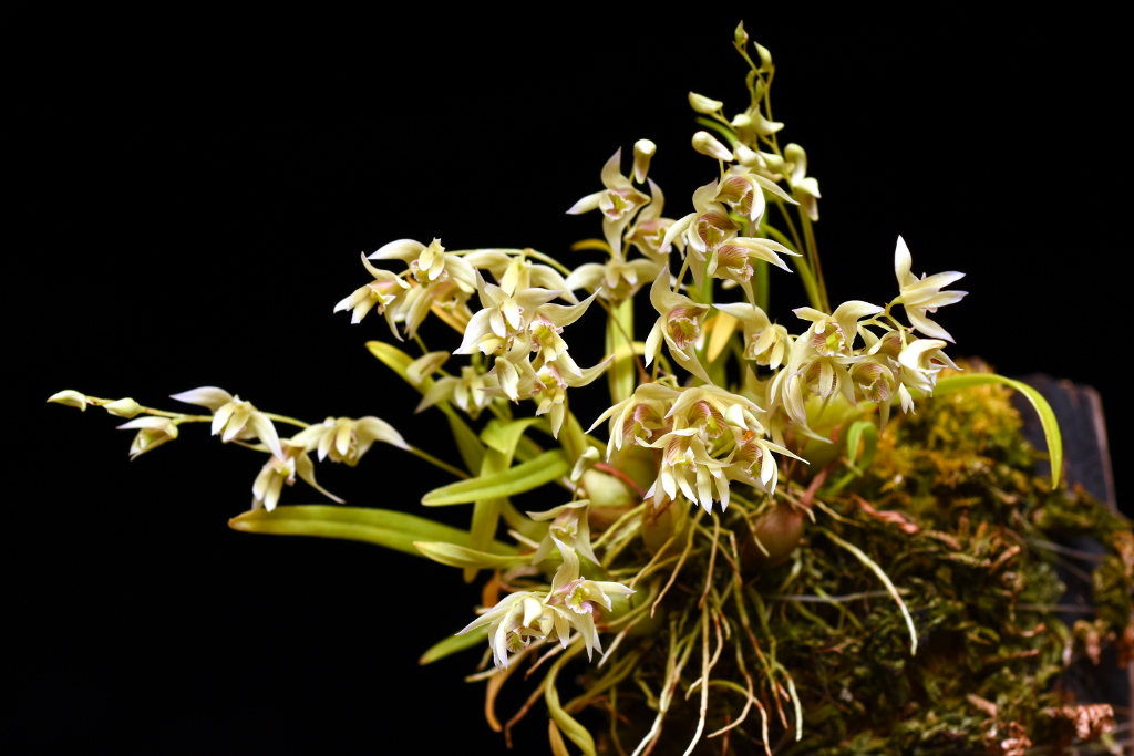 dendrobium_gregulus.jpg