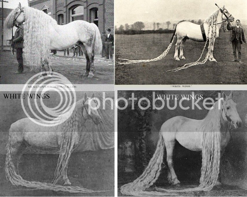 1902-longmaned-horse1_zpsa10f62dc.jpg