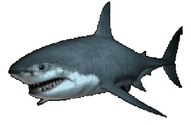 great-white-shark-animated-gif.gif