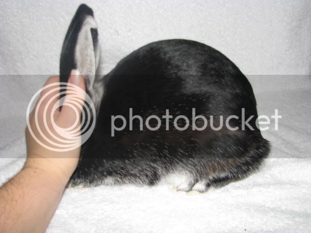 Rabbits755.jpg