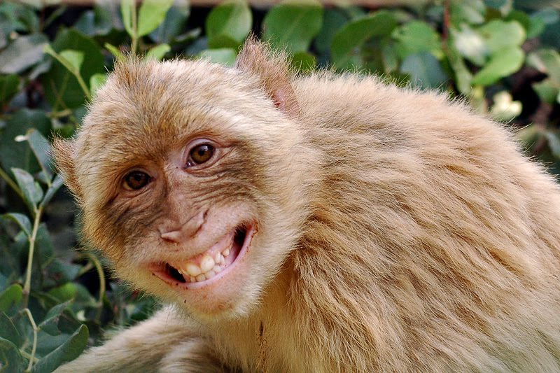 smiling_monkey.jpg
