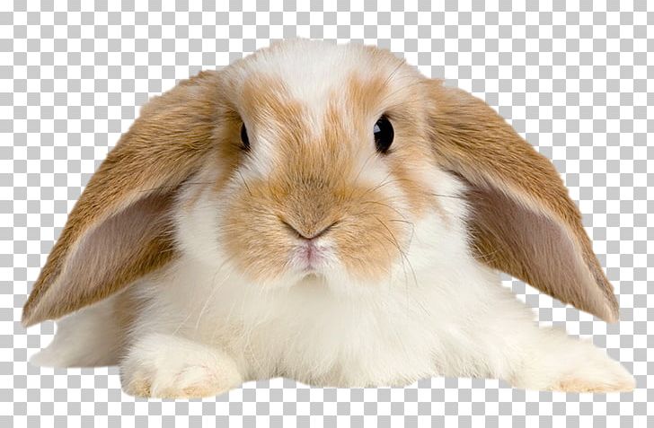 imgbin-domestic-rabbit-holland-lop-pet-tan-rabbit-rabbit-ptyLhe7R0JwhyvVQf8uYtxAuq.jpg