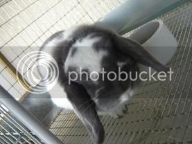 rabbitrypics004.jpg