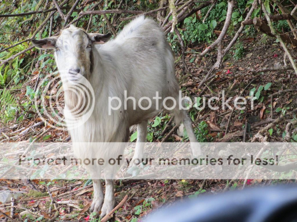 arboristGOAT045.jpg