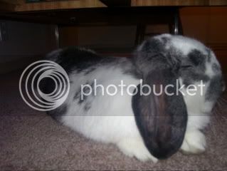 Bunnypictures-Leanne025.jpg