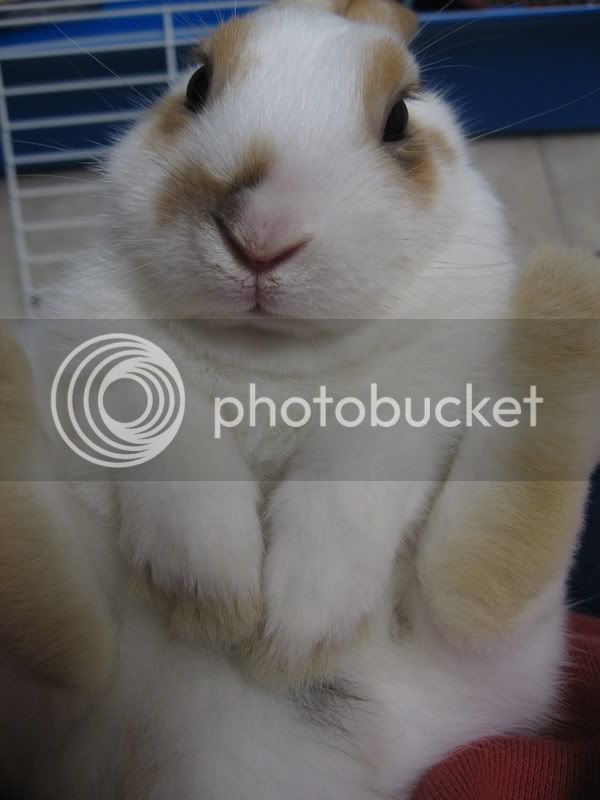 BabyBunny026.jpg