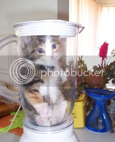 Cat-Blender.jpg