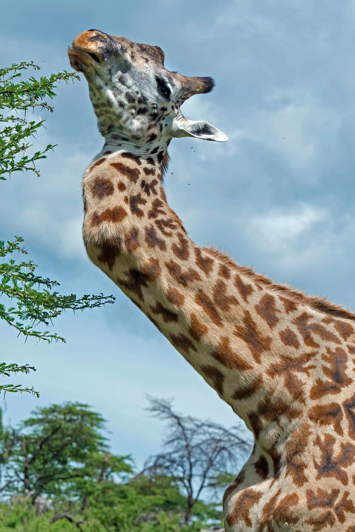 giraffe_broken_neck_3_2015-06-25.jpg