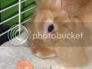 bunnies009.jpg