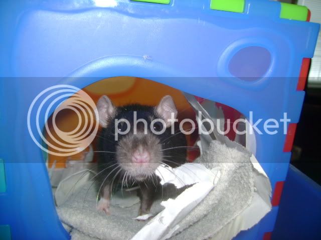 rats365.jpg