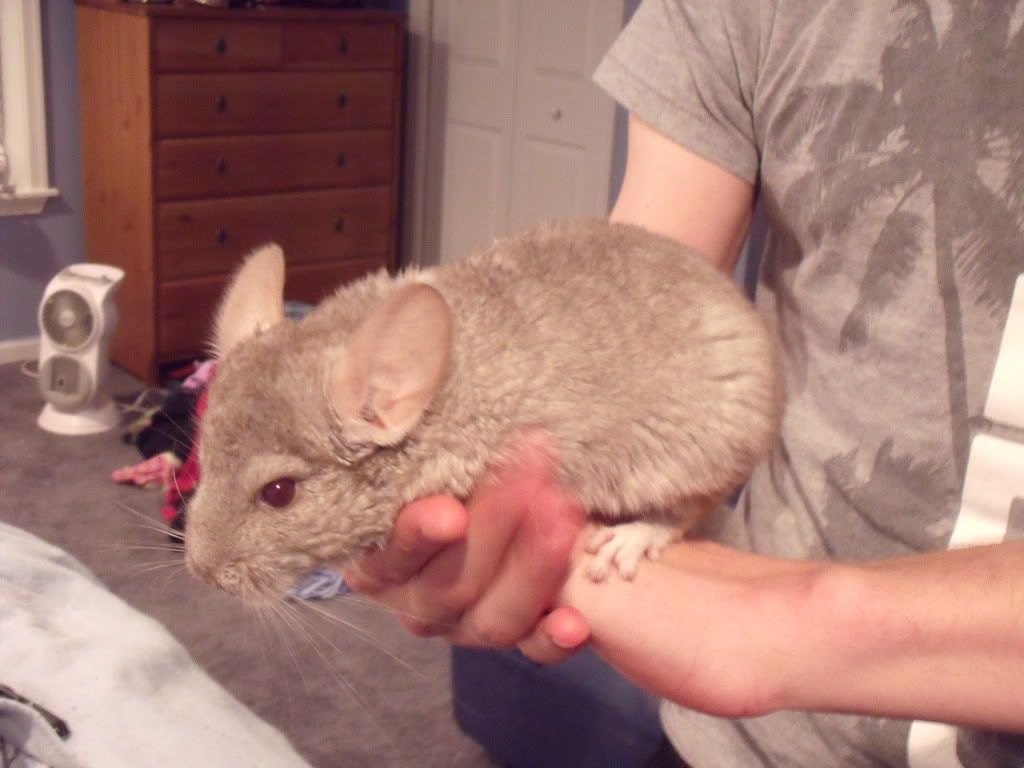 Chinchillas016.jpg