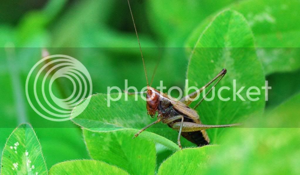 katydid3.jpg