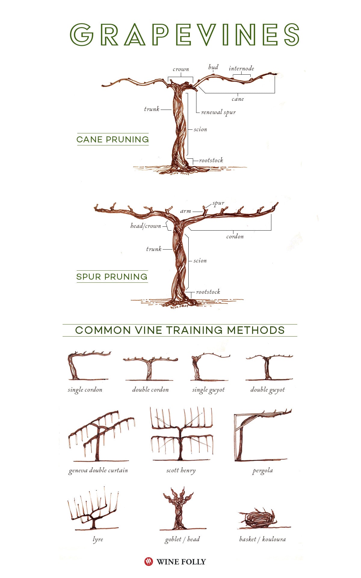 parts-of-a-grapevine-training-methods_2048x2048.jpg