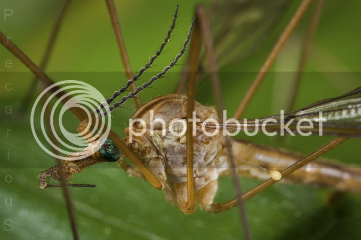 CraneFly_0008-sm.jpg