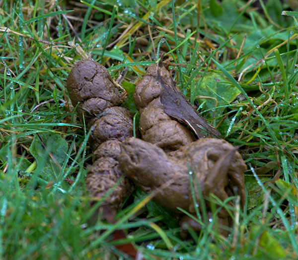 cat-feces-seattle-wa120510.jpg