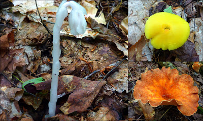 Fungi_Collage.jpg