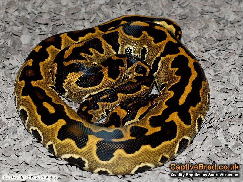 lge_cr_burmball_ball_burmese_python_hybrid_002.gif