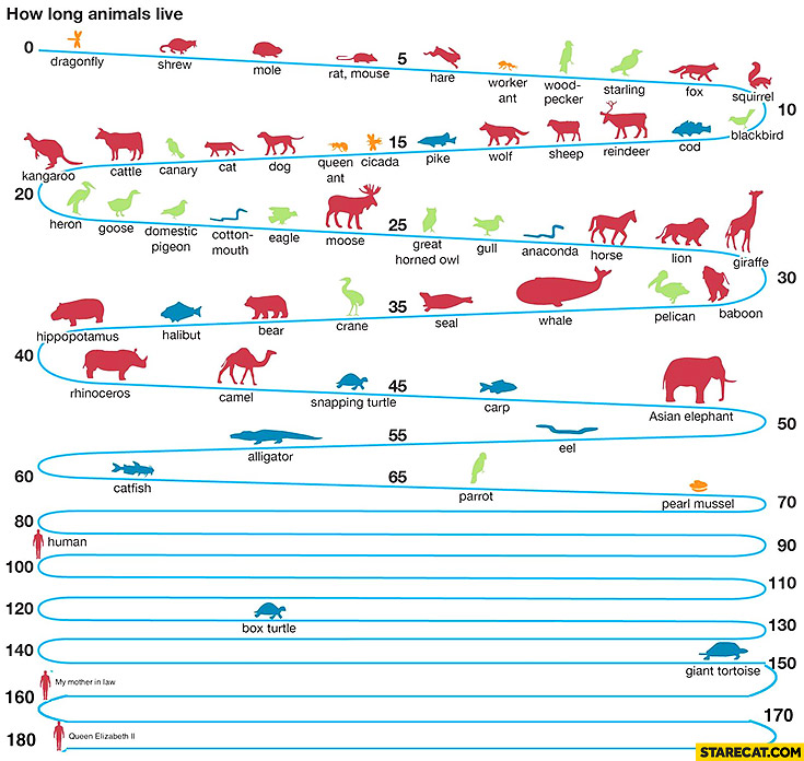 how-long-animals-live-infographic-my-mother-in-law-queen-elizabeth-ii.jpg