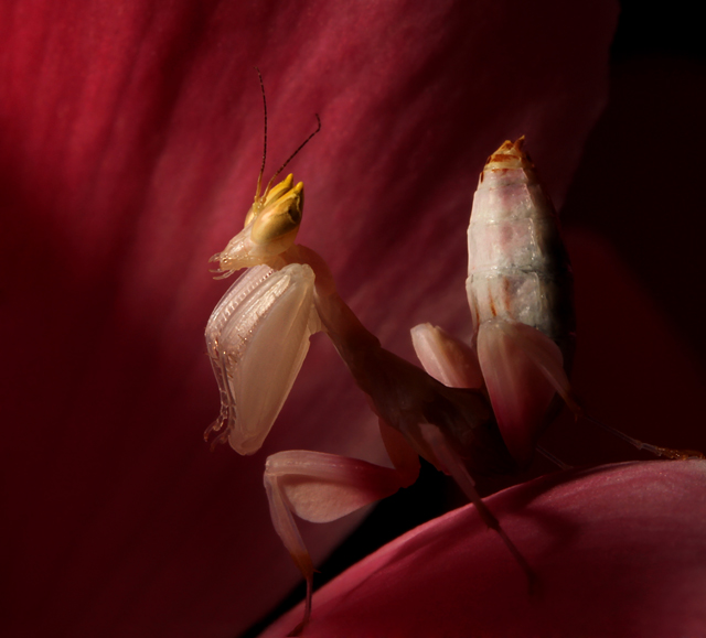 Orchid-Mantis-Praying.jpg