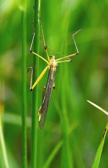 Bittacus6.jpg