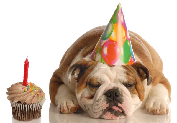 bulldog-birthday.jpg