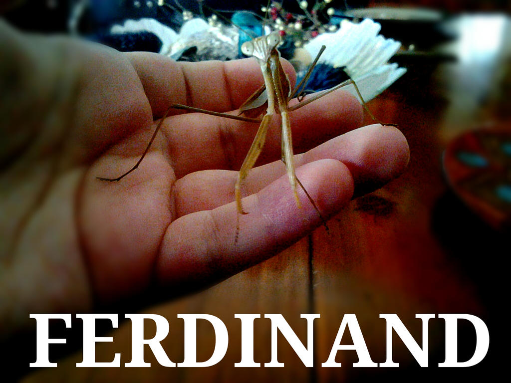 ferdinand_is_now_an_adult__male_t__sinensis_by_alexandersmantids-d7rinyh.jpg