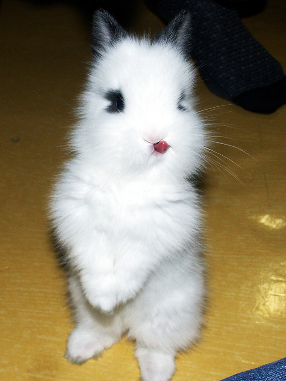 cute+bunny+001.jpg