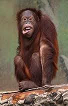 orangutanbill.jpg