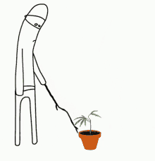 cannabis-grow.gif