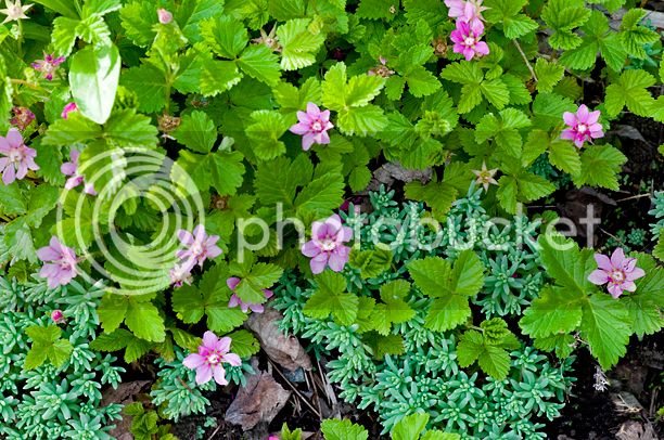 Rubusarcticus_web-1.jpg