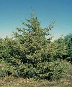 JuniperusVirginiana.jpg