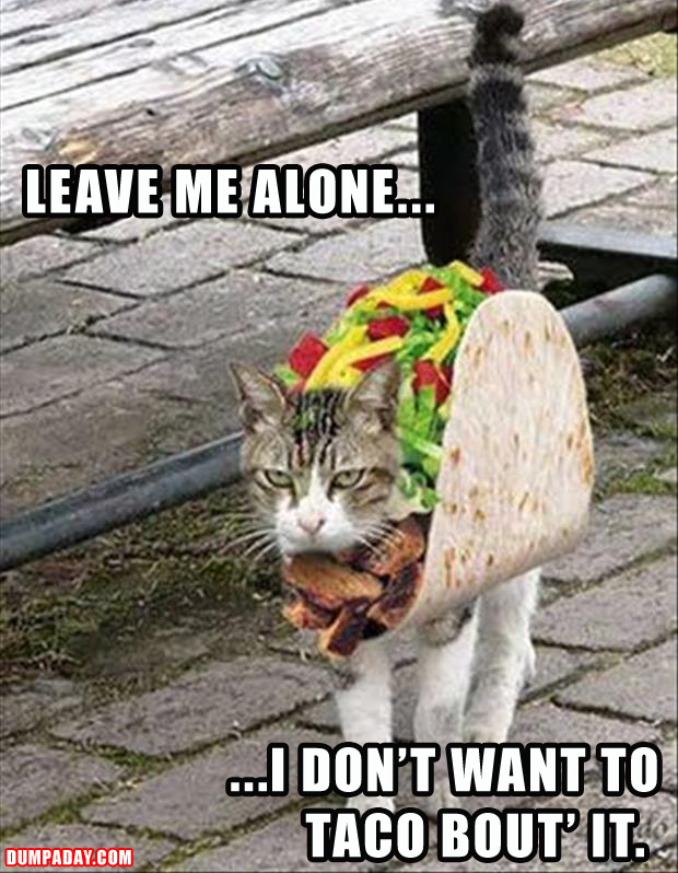 funny-cat-doesnt-want-to-taco-about-it.jpg