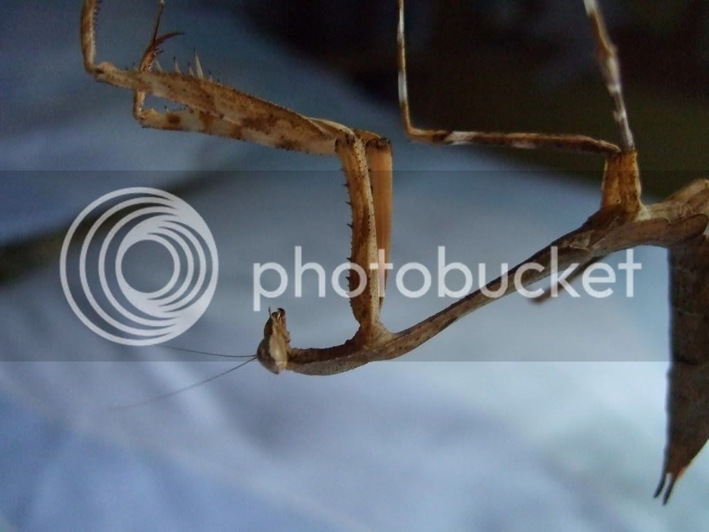 Mymantids031.jpg