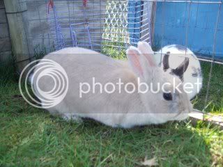 SpringBunnies099.jpg