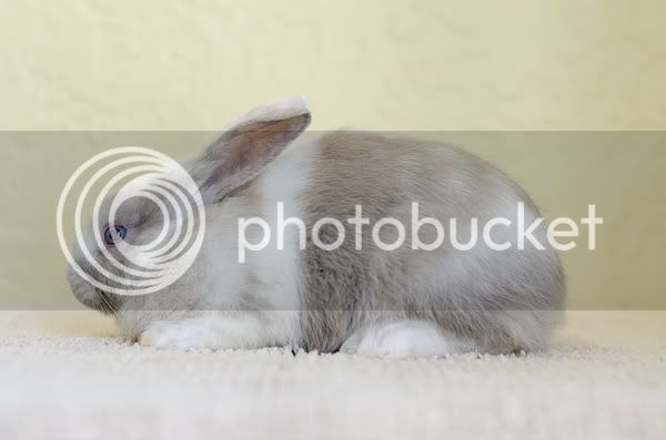bunny05.jpg