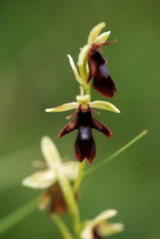 Ophrysinsectiferaa3Weiensteinalm200.jpg