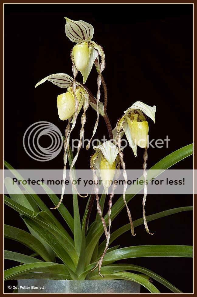 Paph_philippinense-pale.jpg