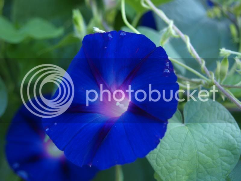 blueflower.jpg