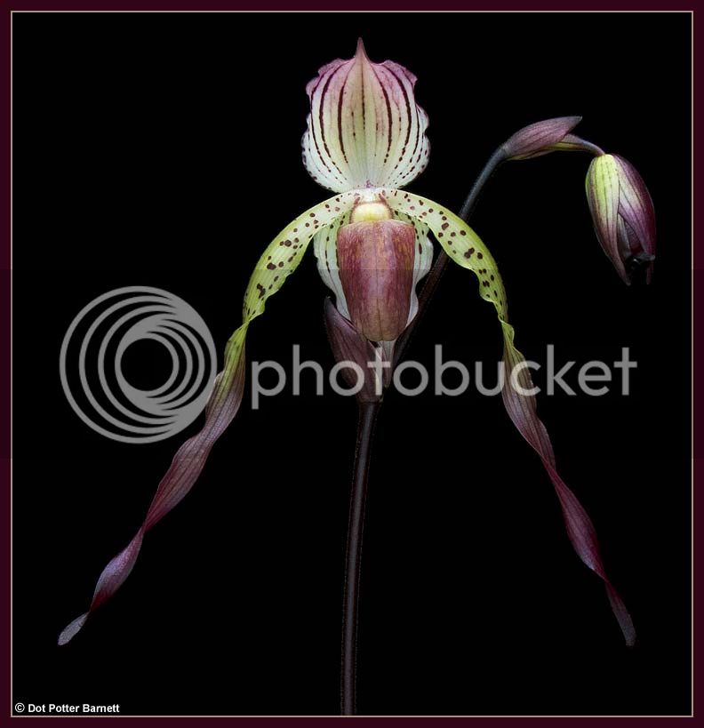 Paph_StonedBernice-flower-2-2012.jpg