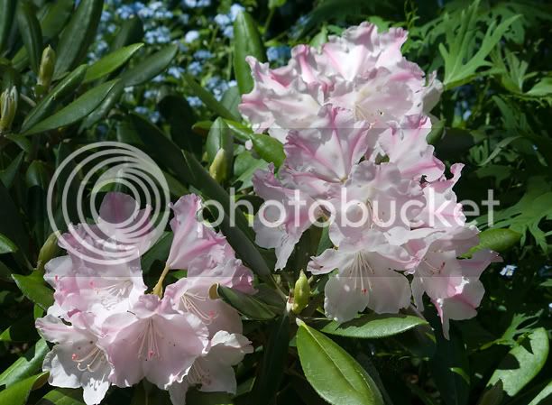 RhododendronPohjolasDaughter2_web.jpg