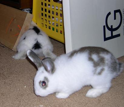 bunnies2%20006.jpg