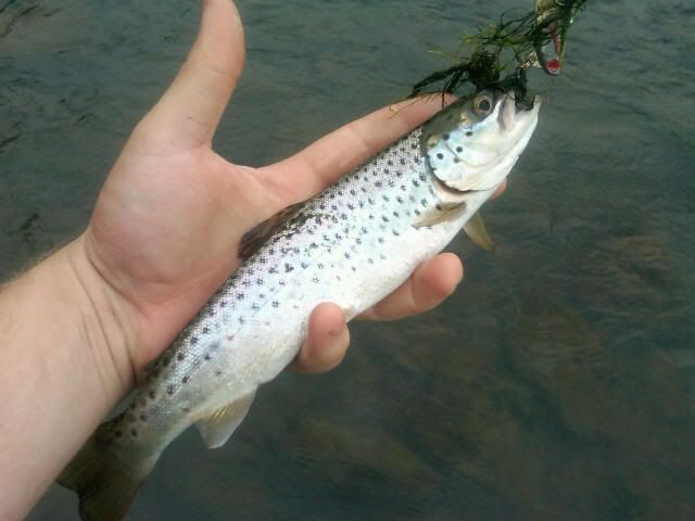 BrownTrout3.jpg