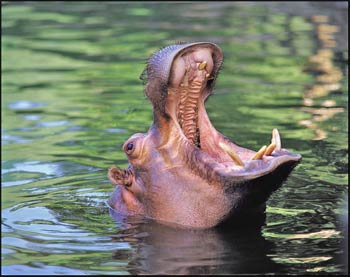 hippo-picture.jpg