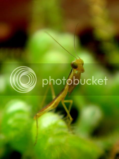 mantid_baby10.jpg