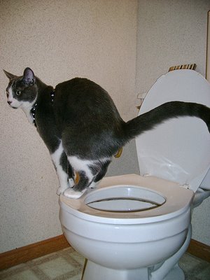 cat-pooping-toilet-trained-.jpg